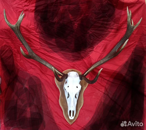 Череп с рогами оленя