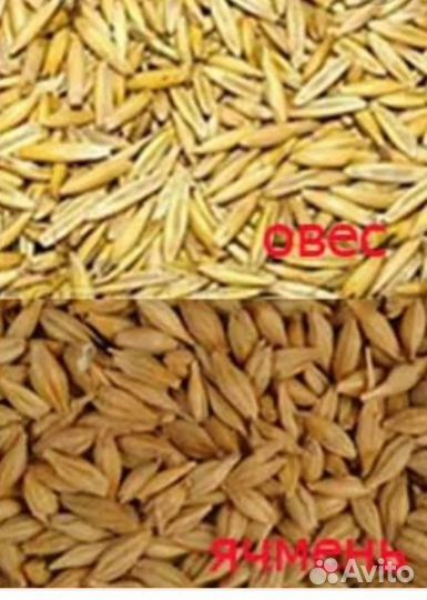 Ячмень. Овёс. Пшеничные отходы