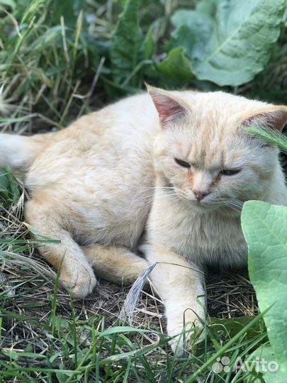 Кот и кошки в добрые руки