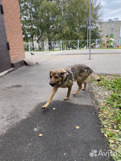 Собака в добрые руки