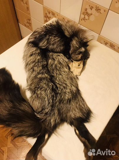 Шкурка животного лиса