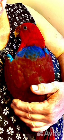 Благородный попугай, эклектус