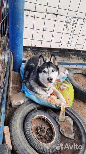 Передержка собак - зоосад, собакам у нас нравится