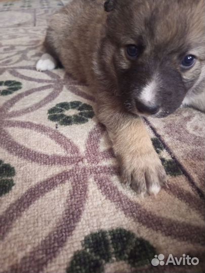 2 щенка осталось