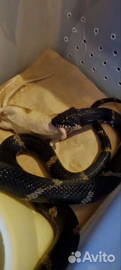 Амурский полоз