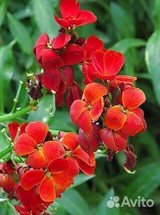 Садовые многолетники