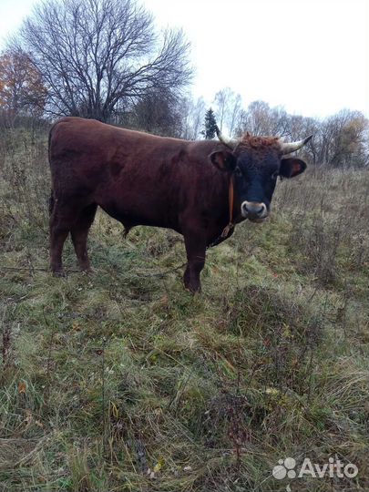 Быки и телки на мясо