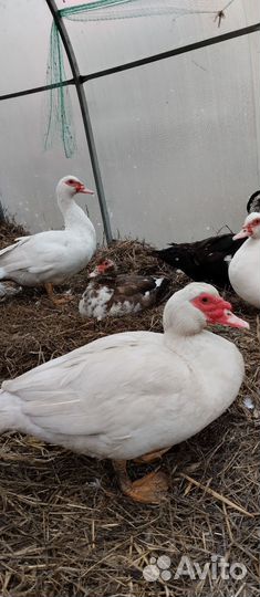 Утята пород индоуток,голубых фаворитов,каюг