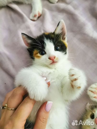 Котята ищут дом