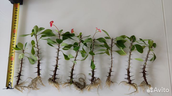 Молочай (отростки)