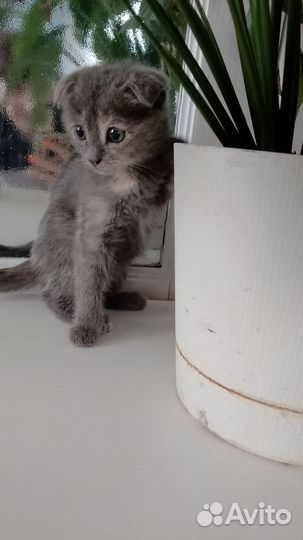 Котята вислоухой британки