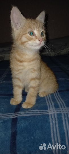 Кошки в добрые руки бесплатно