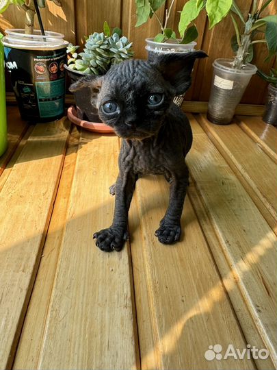 Котята девон-рекс