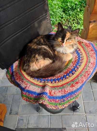 Кошечка, молодая, очень ласковая, очень нужен дом