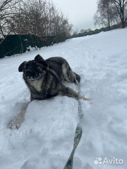 Малыш Олимп из приюта Некрасовка