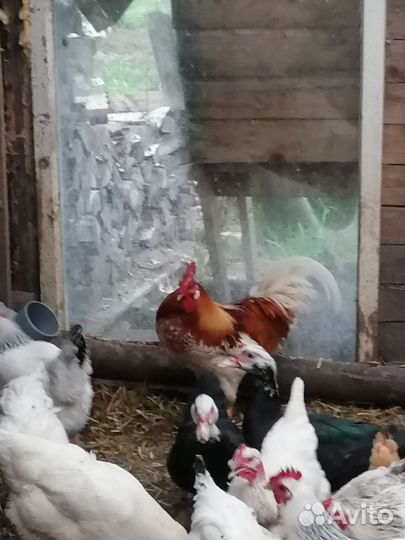 Молодой петушок