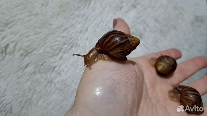 Улитки ахатины