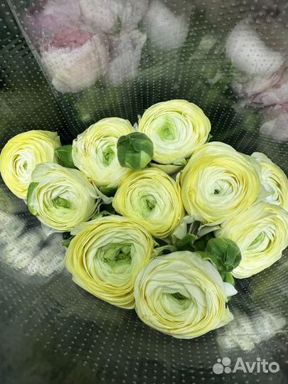 Ранункулюсы букет цветы