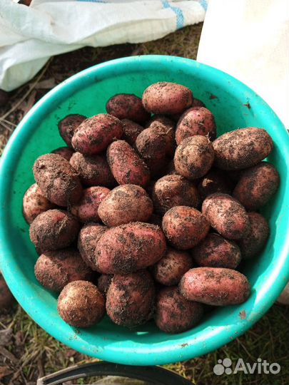 Семенной картофель