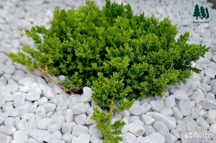 Можжевельник стелющийся артикул t-4616