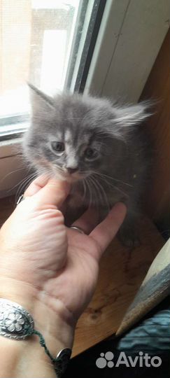 Котята курильского бобтейла