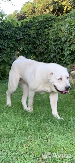 Щенки сао алабай