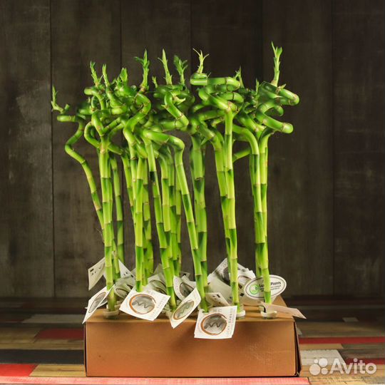 Бамбук Лаки спираль 50 см