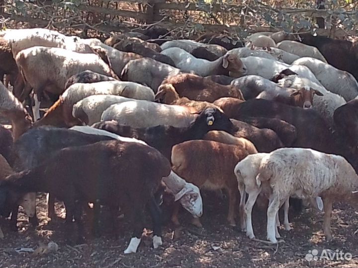 Овцы бараны