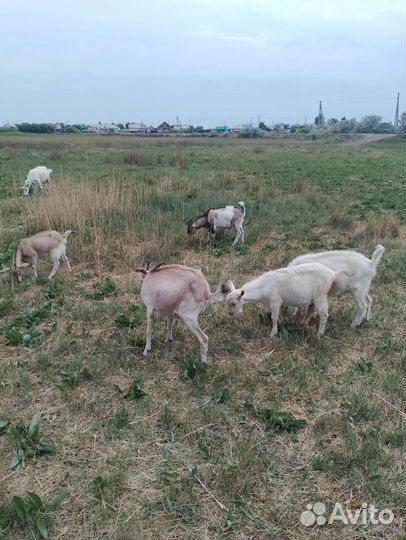 Козы дойные