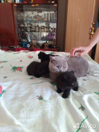 Британские котята
