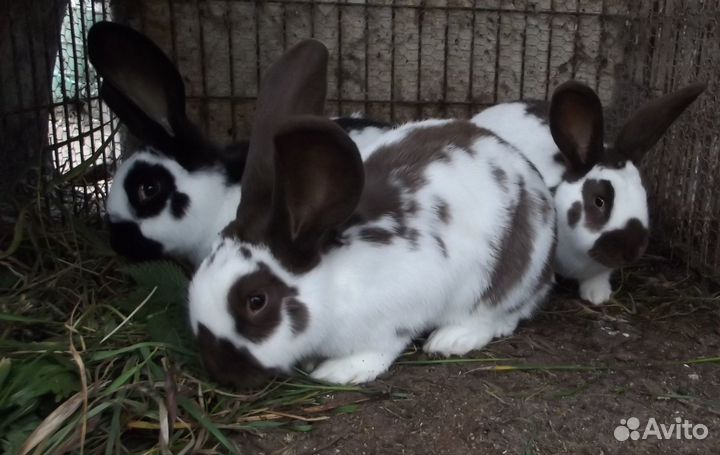 Молодые самцы строкачи