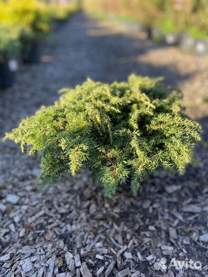 Можжевельник