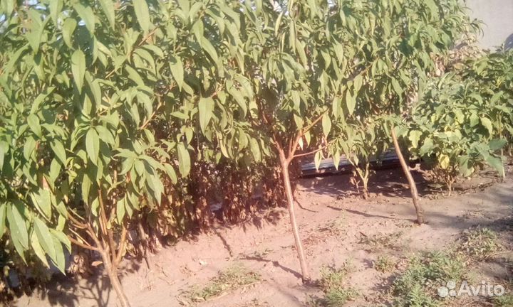 Осенний персик