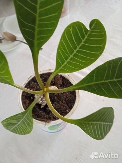 Комнатные цветы кливия и другие цветы