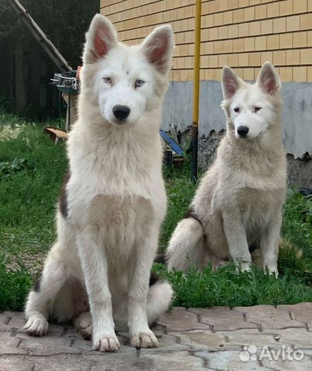 Якутская лайка