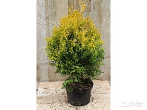 Саженцы Туя западная Еллоу Риббон