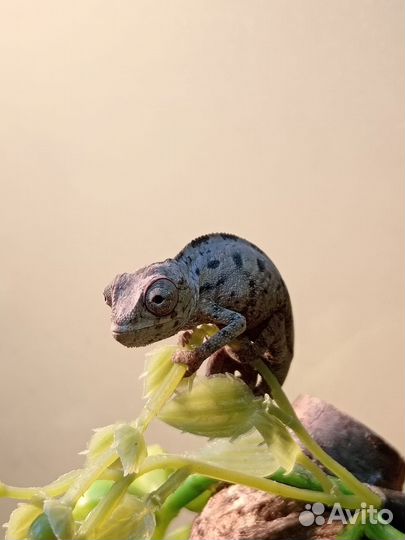 Пантеровый хамелеон