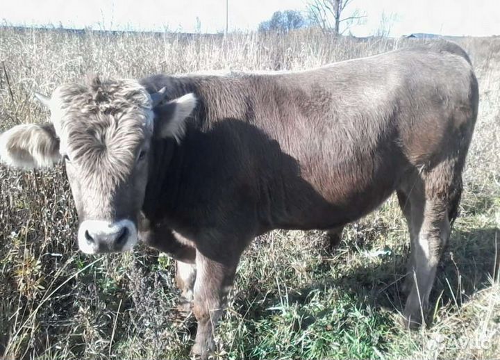Телята Швицкой породы с доставкой