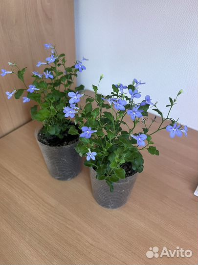 Лобелия вегетативная