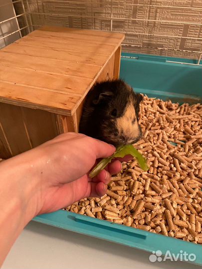 Морская свинка с клеткой