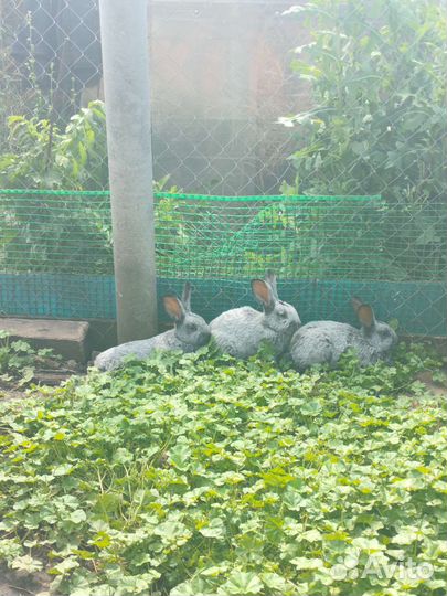 Кролики бсс