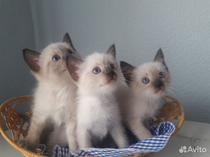 Вязка тайского кота