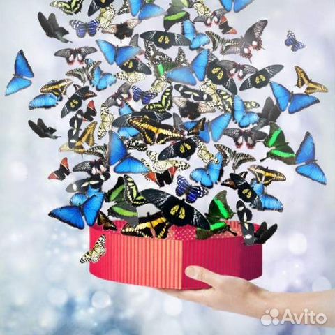 Живые бабочки В подарок объявление продам