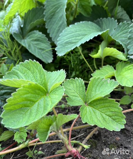 Рассада клубники альба