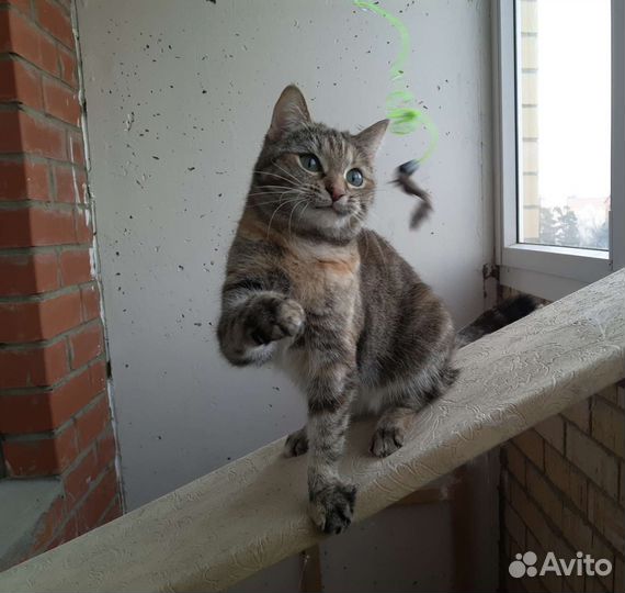 Кошка ищет дом