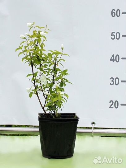 Чубушник венечный Snowbelle