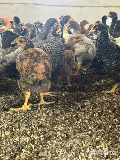Цыплята несушки