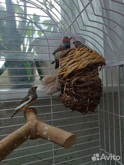 Зебровые амадины