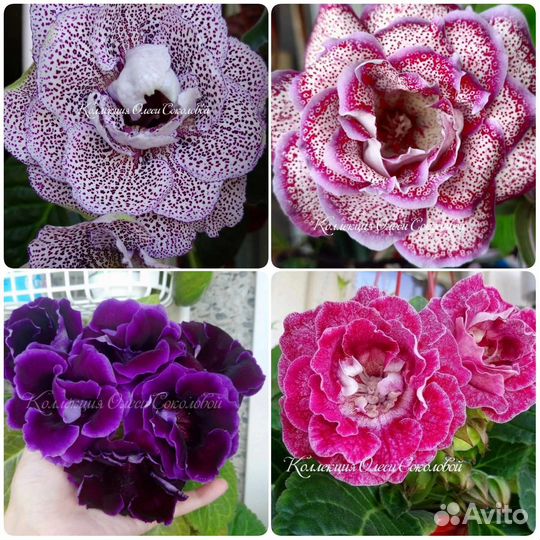 Клубни Глоксиний