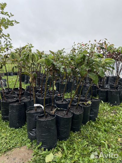 Саженцы Яблони колоновидной 1-2 года